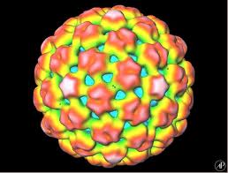gmo viral gene vi